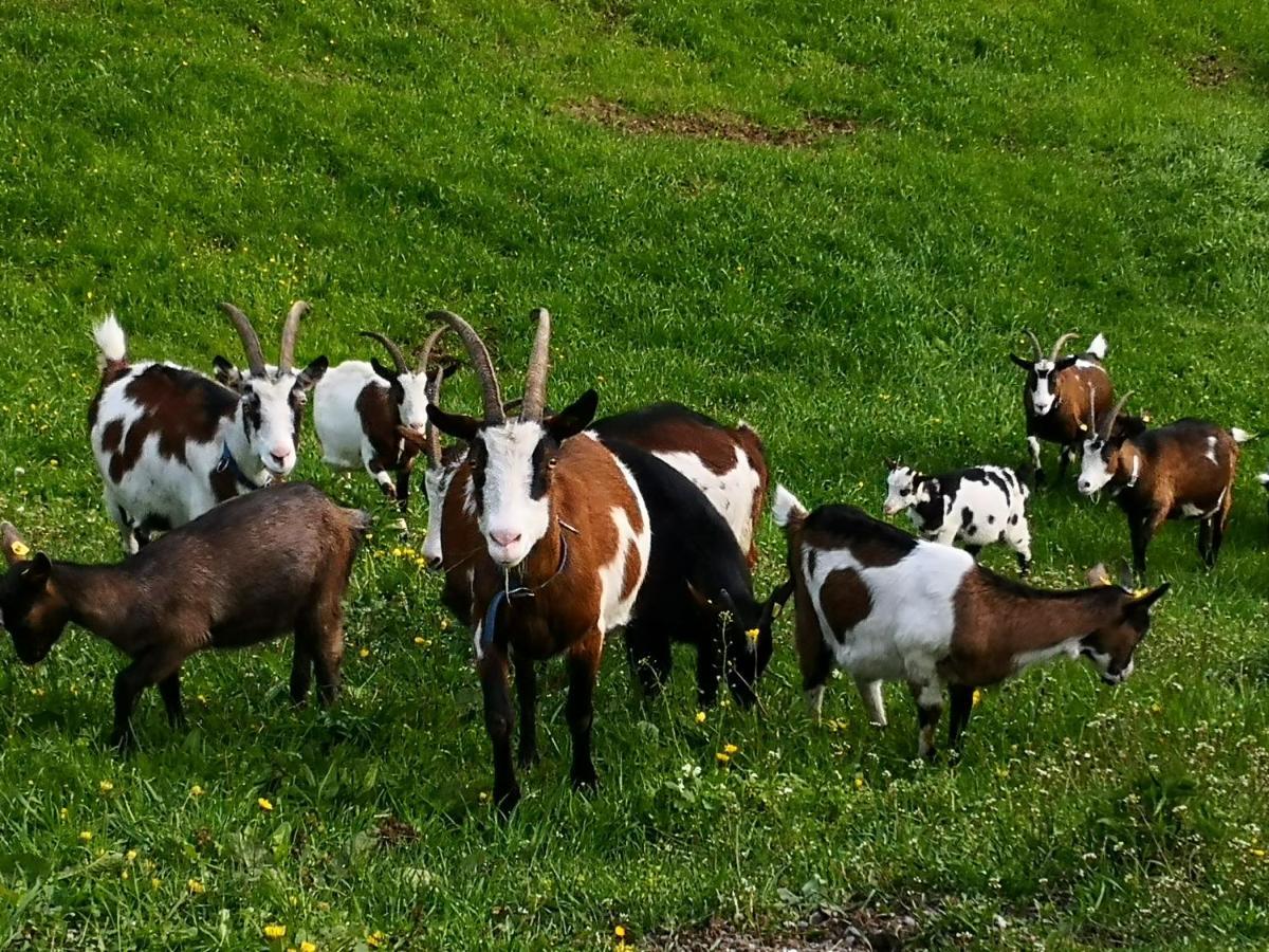 Wieserhof Tirol オエッツ エクステリア 写真
