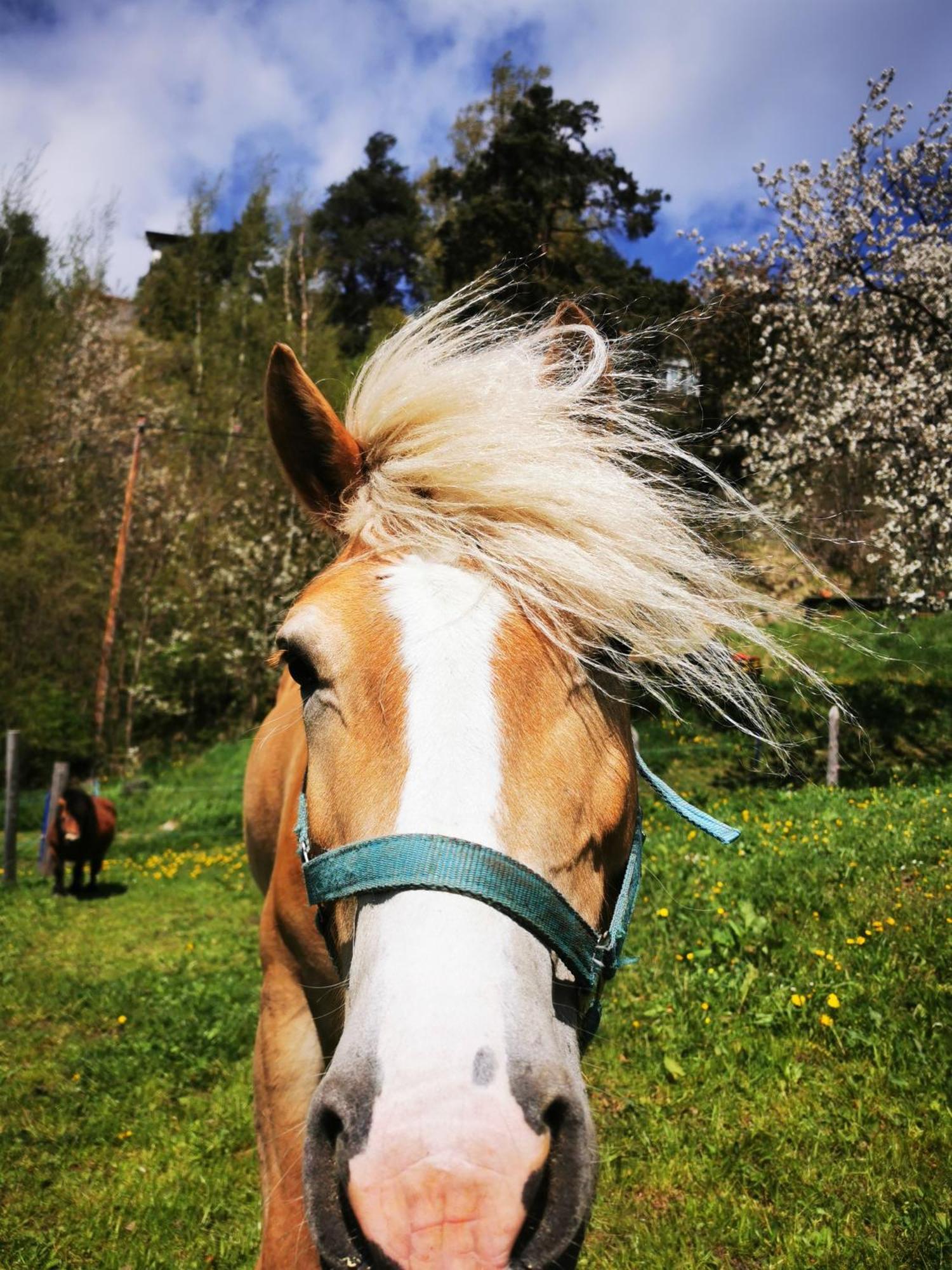 Wieserhof Tirol オエッツ エクステリア 写真